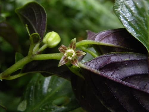 Deprea pumila