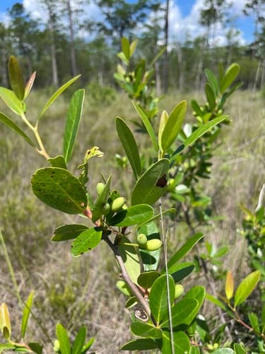 Bog Tupelo