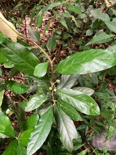 Solanum arenarium