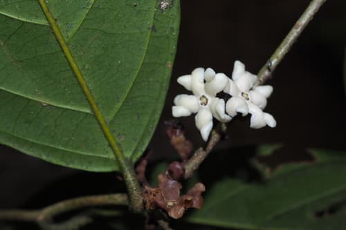 Erycibe griffithii