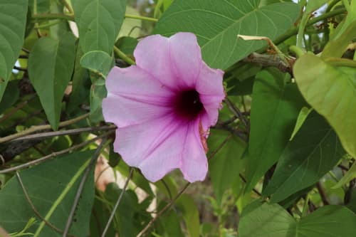 Ipomoea dunlopii
