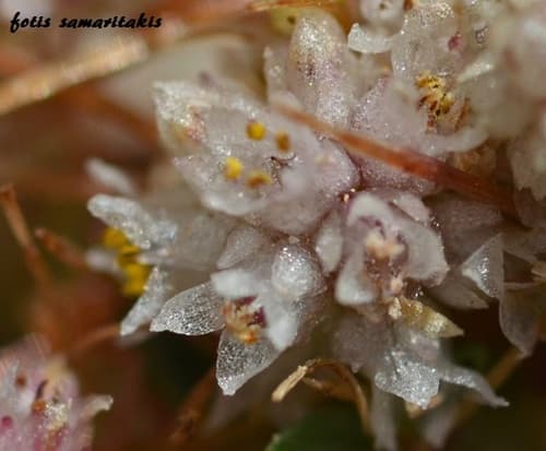 Cuscuta atrans