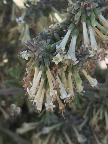 Lycium stenophyllum