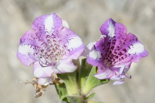 Insane Henbane