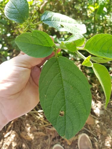Witheringia