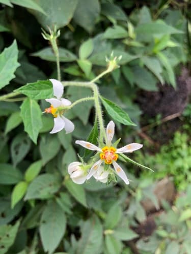 Nasa urubambensis