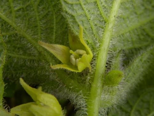 Deprea subtriflora
