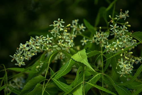 Neem