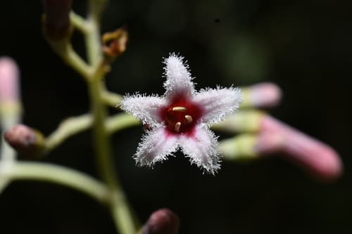 Cinchona