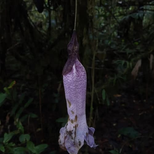 Doselia galilensis
