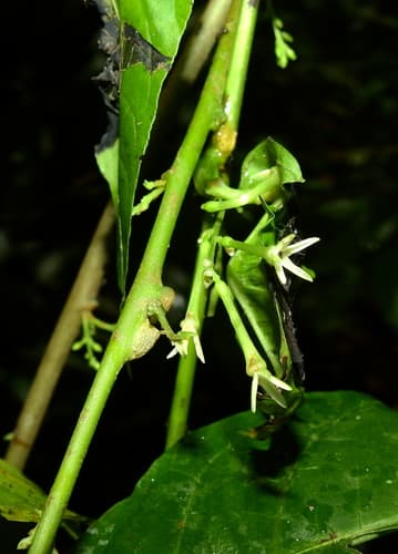 smallcalyx cestrum