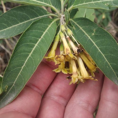 Glossy Cestrum
