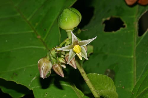 Solanum thelopodium