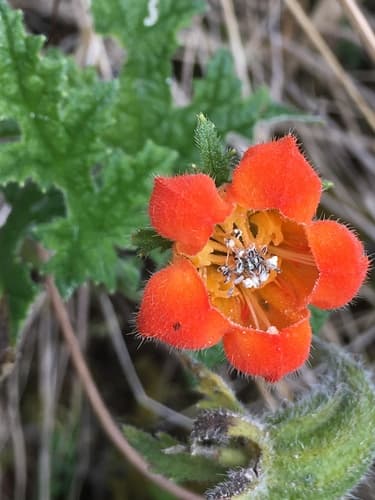 Caiophora grandiflora