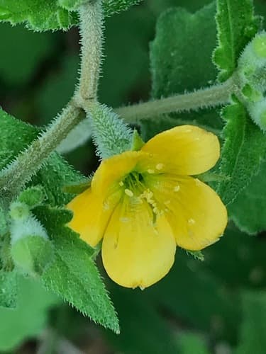 Texas Blazingstar