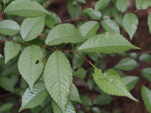 Ulmus changii