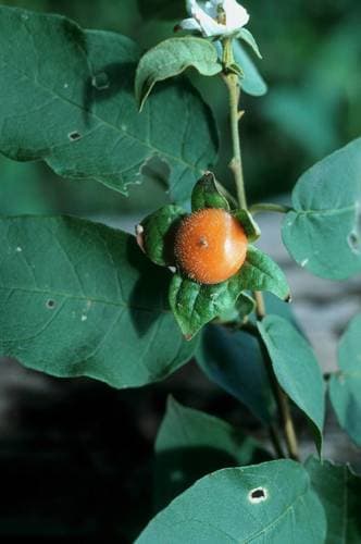 Cakalaka Berry