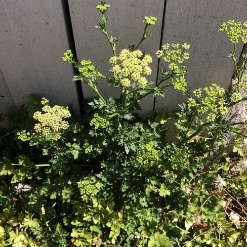 Parsley