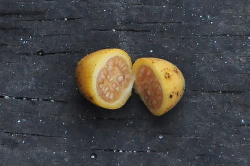 Solanum diploconos