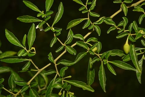 Athenaea wettsteiniana