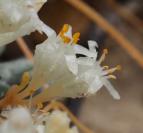Cuscuta alata