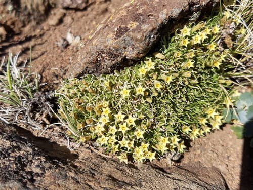 Benthamiella graminifolia