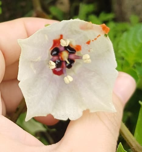 Jaltomata aspera