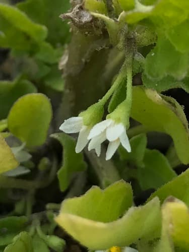 Solanum sanfurgoi