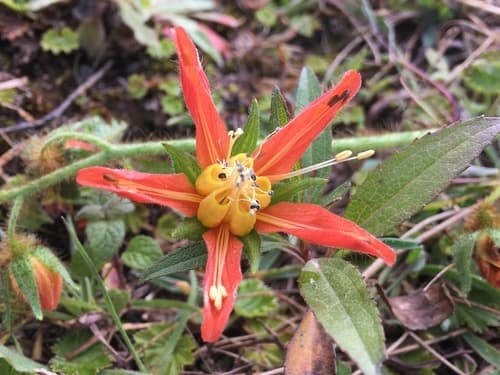 Nasa stolonifera