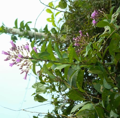 Maripa peruviana
