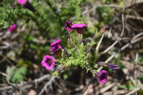 Calibrachoa heterophylla