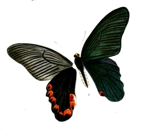 Yellow-crested Spangle
