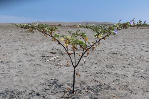 Nolana adansonii