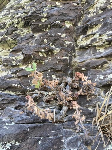 Rhodiola