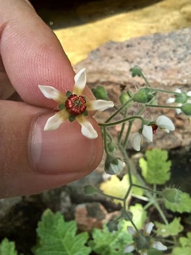 Aosa rupestris