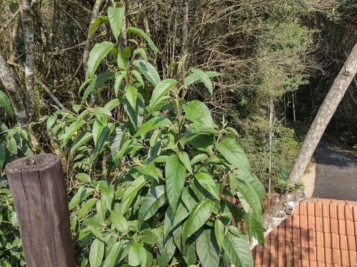 Cestrum capsulare