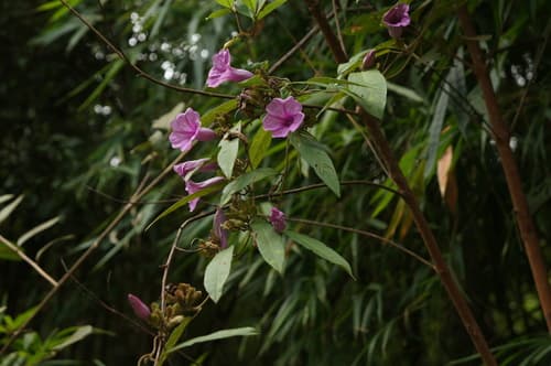 Argyreia splendens