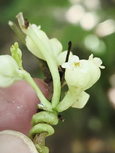 Cuscuta tinctoria