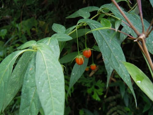 Lycianthes sprucei
