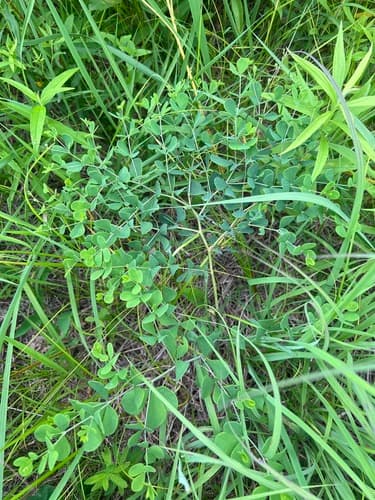Wild Indigo