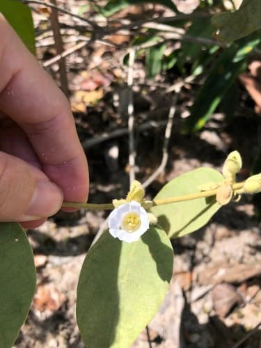 Bonamia ferruginea