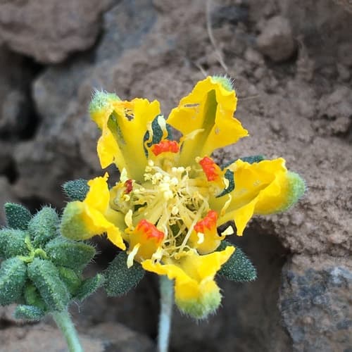 Loasa sigmoidea