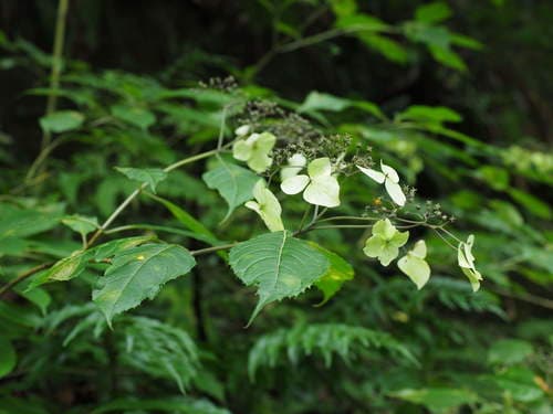 Hydrangea davidii