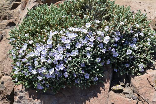 Nolana diffusa