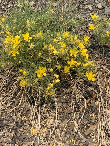 Colorado stickleaf