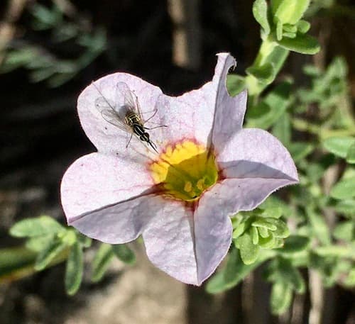 Calibrachoa calycina