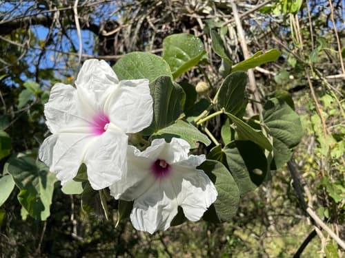 Ipomoea praecana