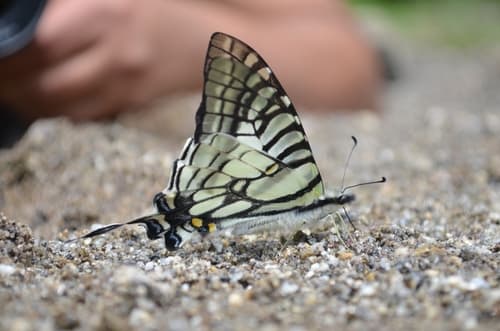 Indian Spectacle Swordtail
