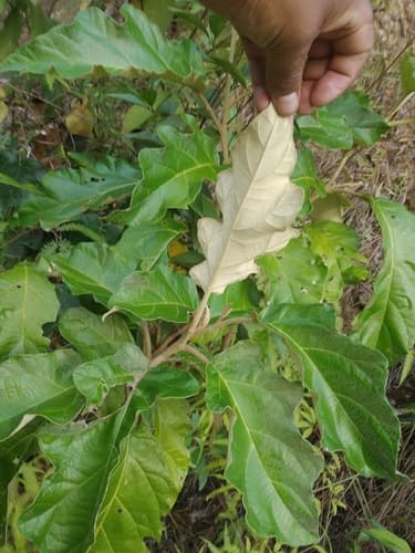 Solanum albidum