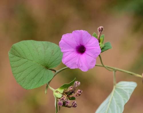 Silky wood rose
